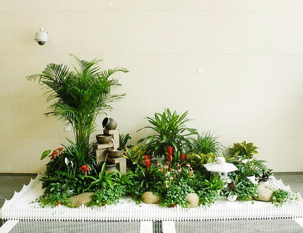 绿植租赁为何发展如此迅速？