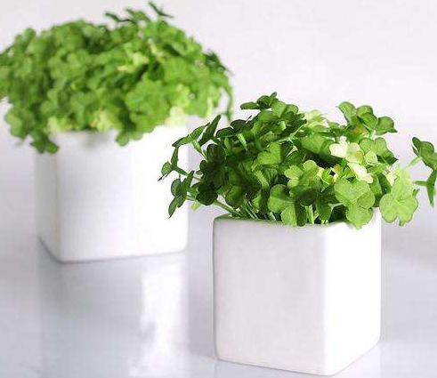 办公室植物租赁有哪些趋势呢