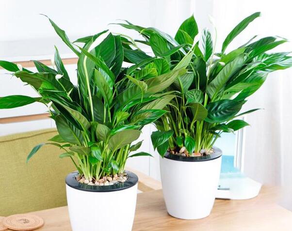 上海植物租摆公司的主要服务范围有哪些