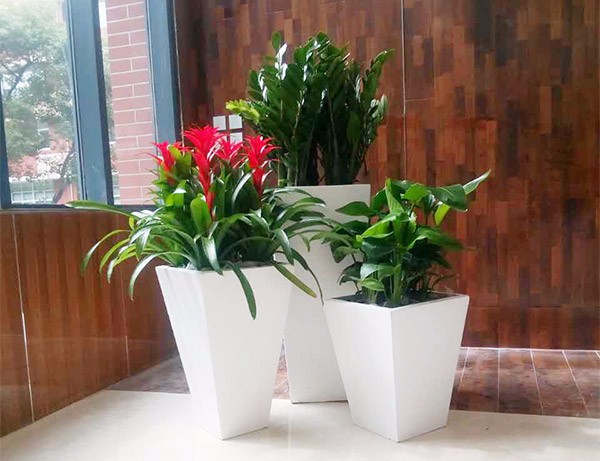 盆景花卉租赁服务的好处有哪些