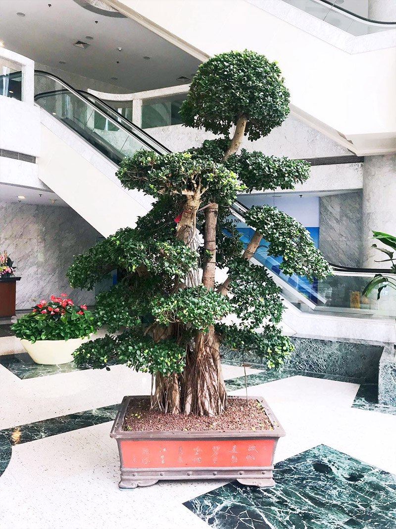 盆栽