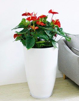 两枝装组合红掌