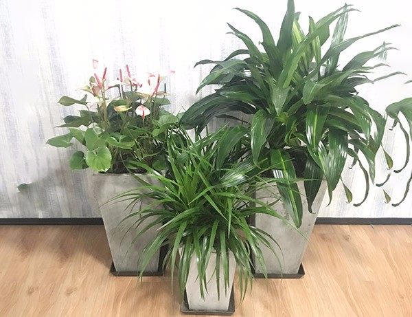成功案例 成功案例