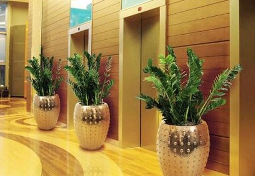 有哪些植物可以当农药呢?