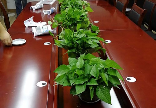 办公室绿植租赁的建议和好处