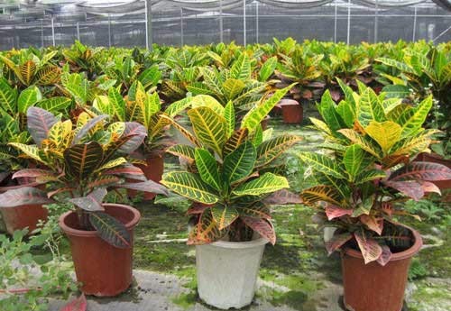 绿植租赁养护管理及要求