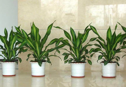 办公室绿植租摆植物如何选择？