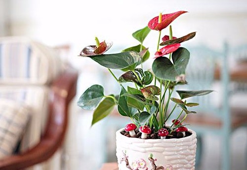 选择合适花卉可是一门学问，这些禁忌不可不知