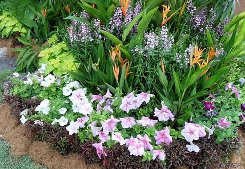 绿植租赁养护管理及要求