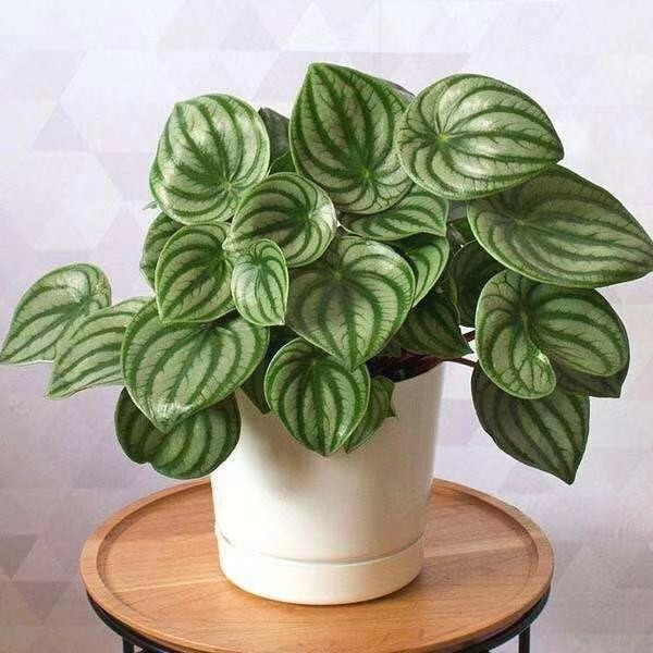 选择垂直绿化方案的要点有哪些